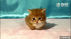 个把月大的小奶猫,叫声超甜蜜,好想抱它回家啊